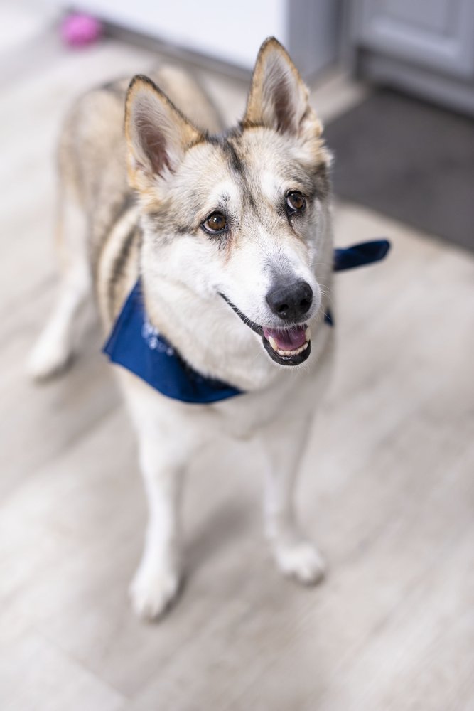 Nina, Urban Automotive's original Head of Security, a husky wearing a blue Urban bandana